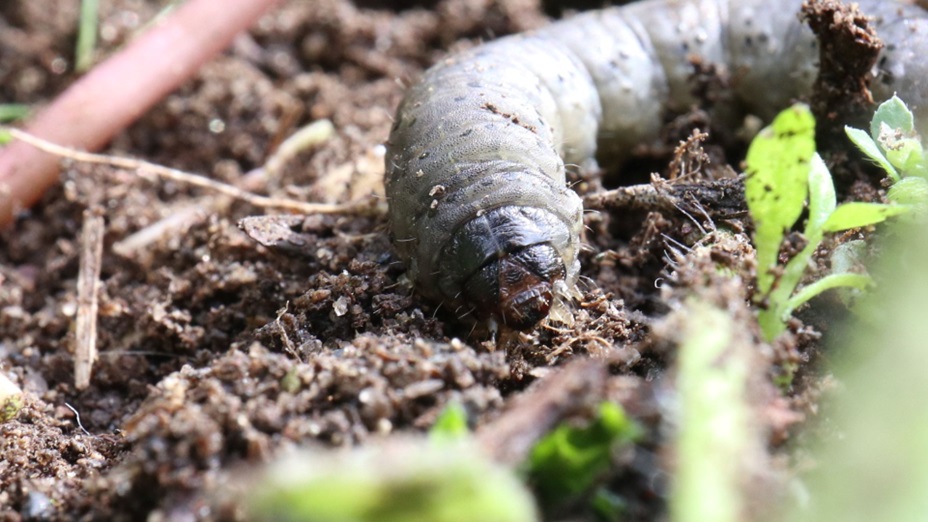 When to Kill Lawn Grubs